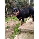 Ofelia, Meravigliosa Simil Rottweiler - Foto n. 4