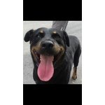 Leo, Simil Rottweiler - Foto n. 2