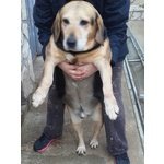 🐶 Beagle maschio di 9 anni e 5 mesi in adozione a Siena (SI) da privato