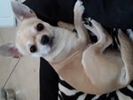 Chihuahua Maschio Stallone per Accoppiamento Monta - Foto n. 1