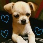 Cucciolo Chihuahua - Foto n. 1