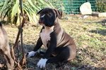 Cuccioli di American Pitbull Terrier Ukc - Foto n. 1