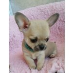 Amori di Cuccioli di Chihuahua - Foto n. 5