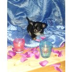Cuccioli Chihuahua Maschi e Femmine - Foto n. 7