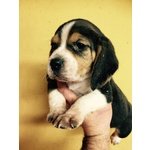 I Migliori Cuccioli Italiani ( Beagle di 2 Mesi) - Foto n. 3