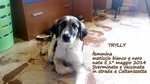 🐶 Border Collie femmina di 9 anni e 11 mesi in adozione a Verona (VR) e in tutta Italia da privato