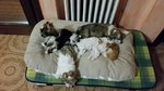🐶 Chinese Crested Dog di 6 anni e 5 mesi in vendita a Parma (PR) e in tutta Italia da privato