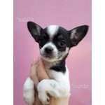 Cucciolo di Chihuahua (bianco e Nero)