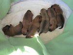 Cuccioli Cairn Terrier alta Genealogia - Foto n. 1