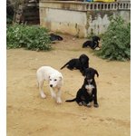8 Cuccioli di 3 mesi e Mezzo, un Bastimento Carico di Speranze, in Arrivo a Bergamo, Cercano Casa - Foto n. 3