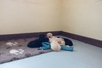 Splendida Cucciolata di Labrador Retriever - Foto n. 3