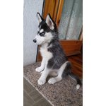 Cucciolo Husky Occasione - Foto n. 2