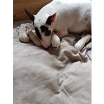 Bull Terrier Miniature - Foto n. 3