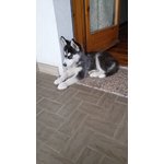 Cucciolo Husky Occasione - Foto n. 3