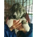 🐶 Husky maschio di 4 anni e 4 mesi in adozione a Termoli (CB) e in tutta Italia da privato