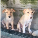 Poldo e Olivia, Simil Labrador, Cuccioli di 3 mesi e Mezzo, Futura Taglia Media, Cercano Casa - Foto n. 3