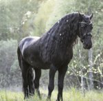 Cavallo di Tutto 7 Anni - Foto n. 1