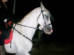 Cavallo Castrone Ispano Arabo - Foto n. 5