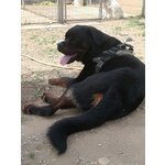 Aaron Cucciolone Rottweiler di solo 17 Mesi - Foto n. 4