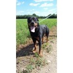 Tyson 6 anni Rottweiler in Adozione - Foto n. 2