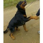 Tyson 6 anni Rottweiler in Adozione - Foto n. 3