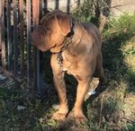 🐶 Dogue De Bordeaux maschio in adozione a Torino (TO) e in tutta Italia da privato