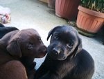 Cuccioli di Labrador Retriever Cioccolato e Neri