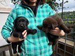 Cuccioli di Labrador Retriever Cioccolato e Neri - Foto n. 4