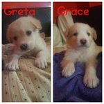 Greta e Grace Cucciole Amabili