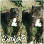 Dakota, Affettuosa Pitbull in Cerca di Famiglia