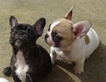 Adorabili Cuccioli di Bulldog Francese - Foto n. 4