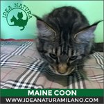 Betty Boop, Gatto di Razza Maine Coon - Foto n. 4