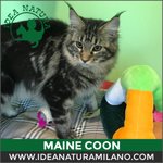 Betty Boop, Gatto di Razza Maine Coon - Foto n. 5