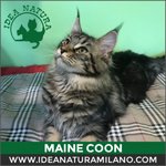 Betty Boop, Gatto di Razza Maine Coon - Foto n. 6