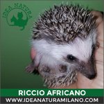 Cuccioli di Riccio Africano - Foto n. 3