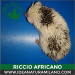 Cuccioli di Riccio Africano - Foto n. 4