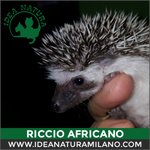 Cuccioli di Riccio Africano - Foto n. 5