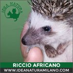 Cuccioli di Riccio Africano - Foto n. 6