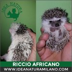 Cuccioli di Riccio Africano - Foto n. 7
