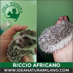 Cuccioli di Riccio Africano - Foto n. 8
