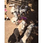 Un Carico di Cuccioli, 3 Mesi, Futura Taglia Media, in Arrivo a Brgamo, in Cerca di Casa - Foto n. 4