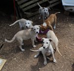 Un Carico di Cuccioli, 3 Mesi, Futura Taglia Media, in Arrivo a Brgamo, in Cerca di Casa - Foto n. 5