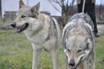 Cuccioli di cane lupo Cecoslovacco con Pedigree - Foto n. 9