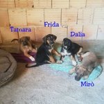 Quattro Cuccioli Aspettano una Bella Famiglia