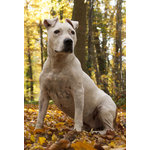 Cuccioli Fulvi cane Corso per American Staffordshire Terrier Disponibili a Novembre - Foto n. 2