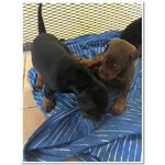 Cuccioli di Dobermann Disponibili - Foto n. 3