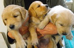 Cuccioli di Golden Retriever - Foto n. 5