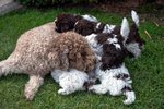 Cuccioli di Lagotto Romagnolo con Pedigree - Foto n. 10