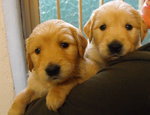 Cuccioli di Golden Retriever - Foto n. 6