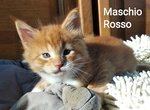 Gattini Maine coon Maschi Bellissimi Pedigree - Foto n. 3